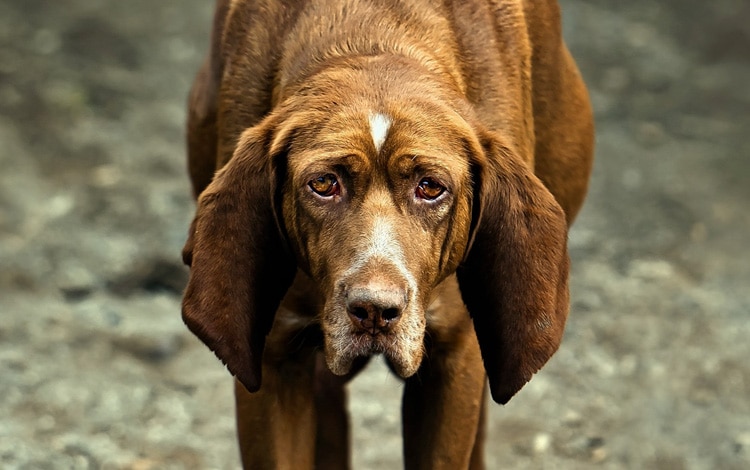 Symptôme et traitement de la maladie de Carré chez le chien