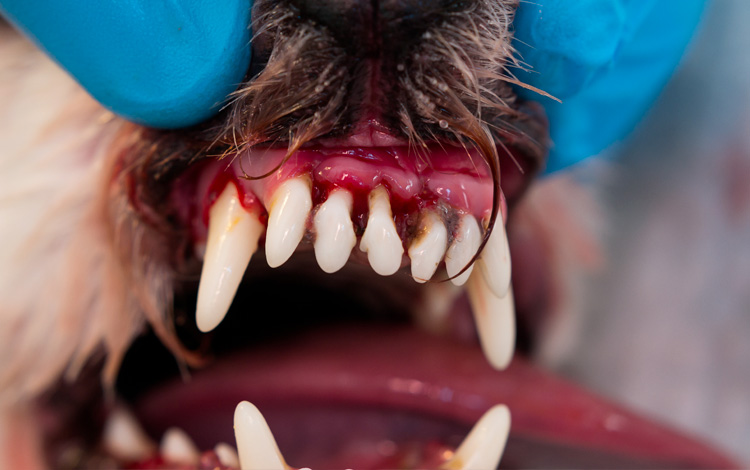 Symptômes et traitement de la maladie parodontale chez le chien