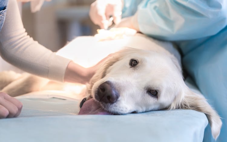 Maladie de la prostate hyperplasie, prostatite, métaplasie, tumeur chez le chien.jpg