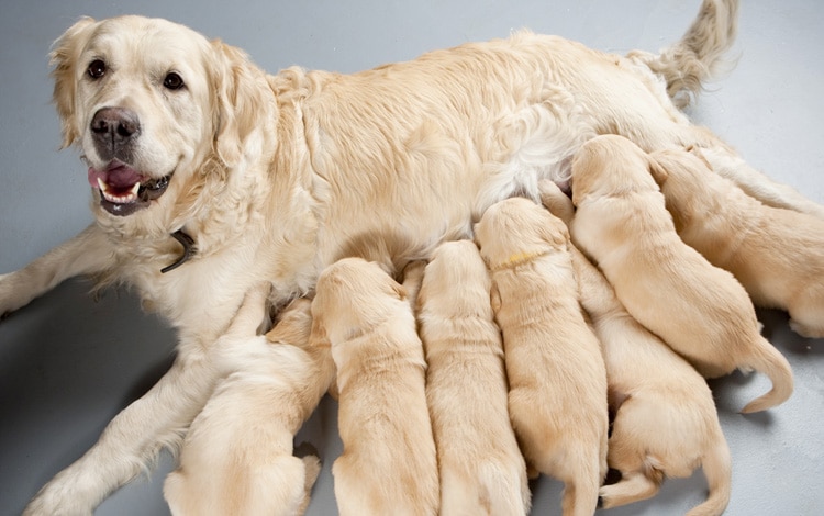 mammite chez la chienne avec les mamelles gonflées et rouges