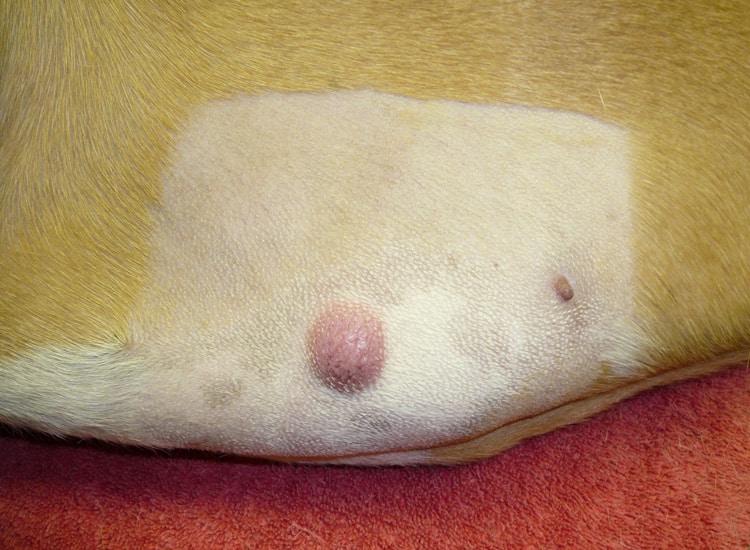 Tumeur mastocytome cutané chez le chien
