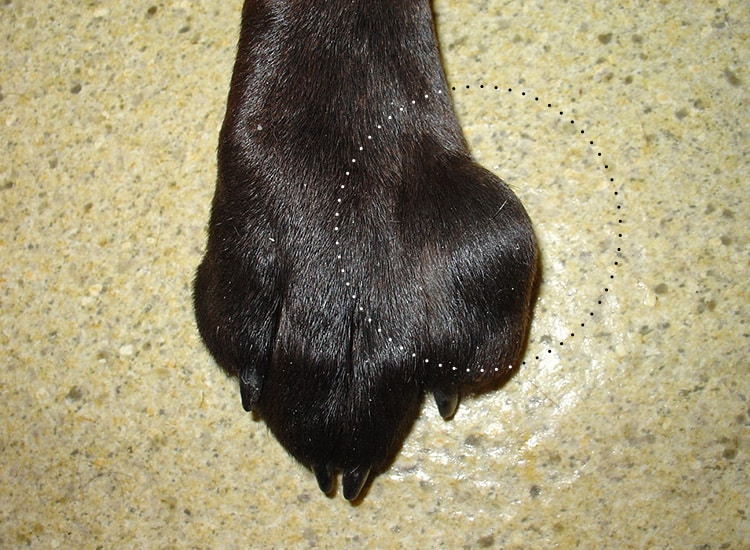 Tumeur mastocytome cutané chez le chien