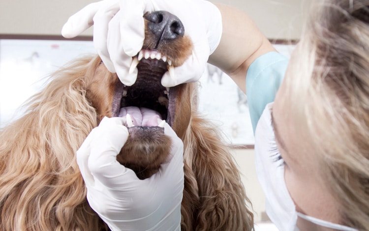 Traitement contre la mauvaise haleine ou halitose chez le chien