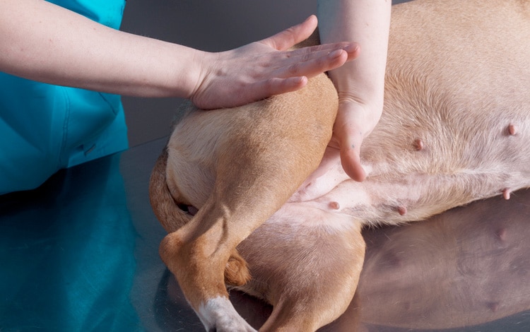 Symptômes et traitement du chien qui boite