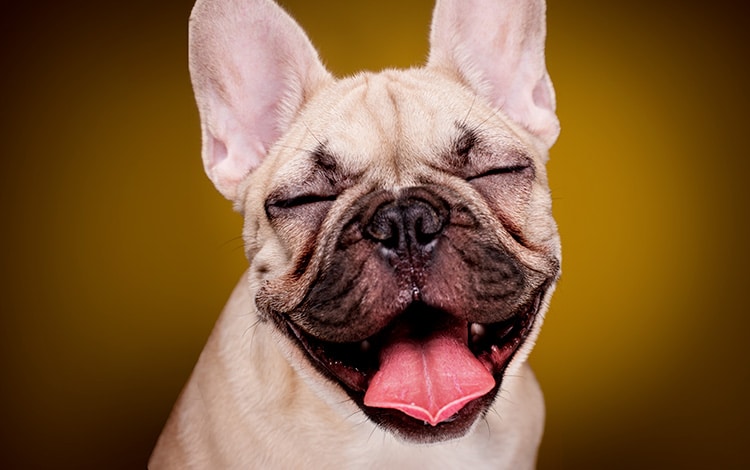 Mon chien tousse comme s'il avait un truc coincé