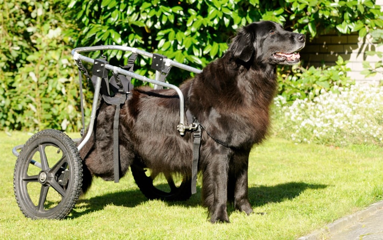 Symptômes et traitement de la myélopathie dégénerative chez le chien