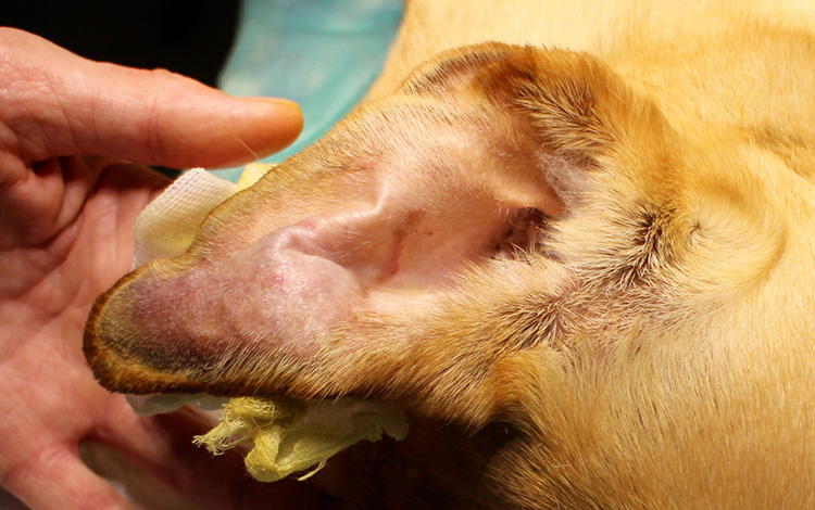 Othématome de l'oreille gonflée chez le chien