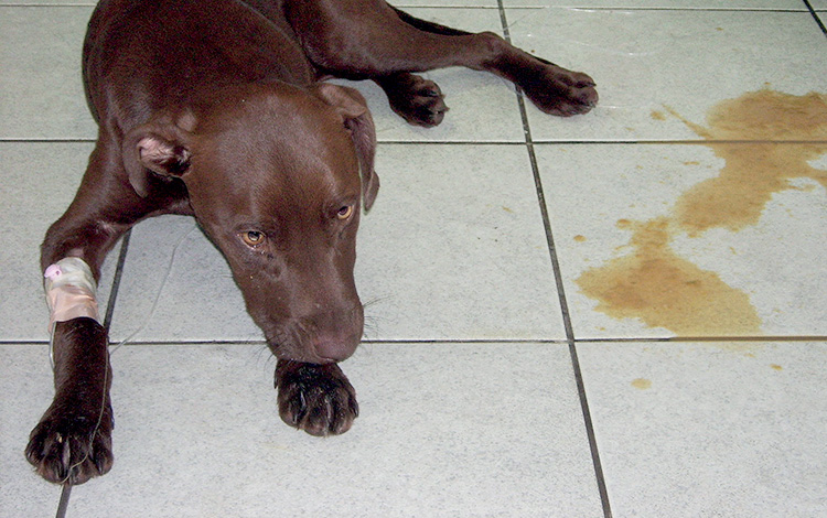 Symptôme et traitement de la maladie de la Parvovirose chez le chien