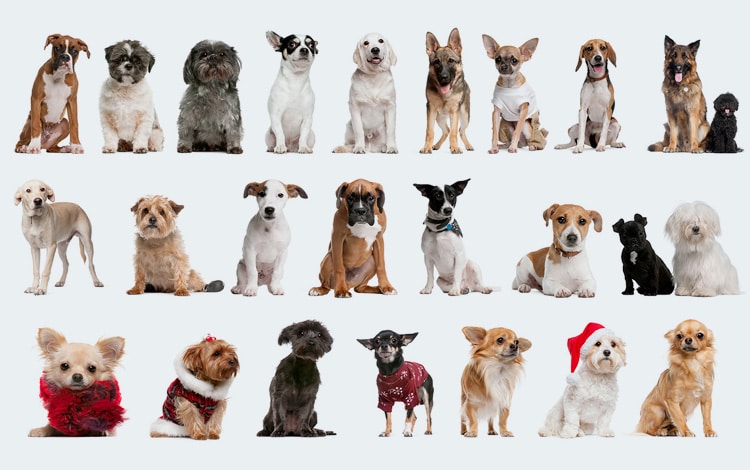 Pedigree et chiens de race