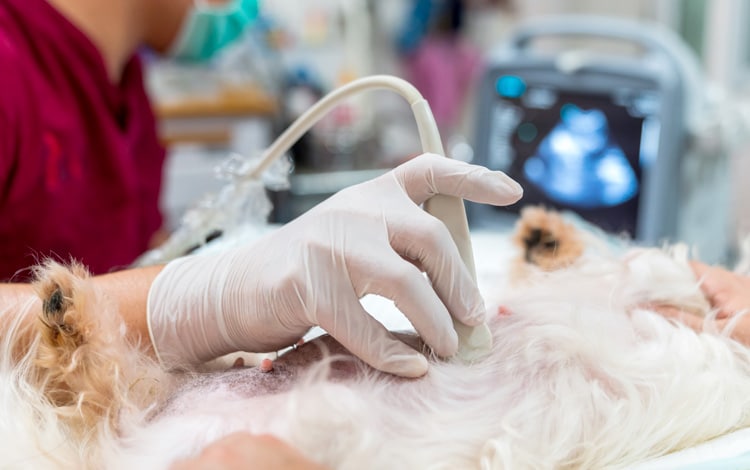 Symptômes et traitement de la polykystose rénale chez le chien