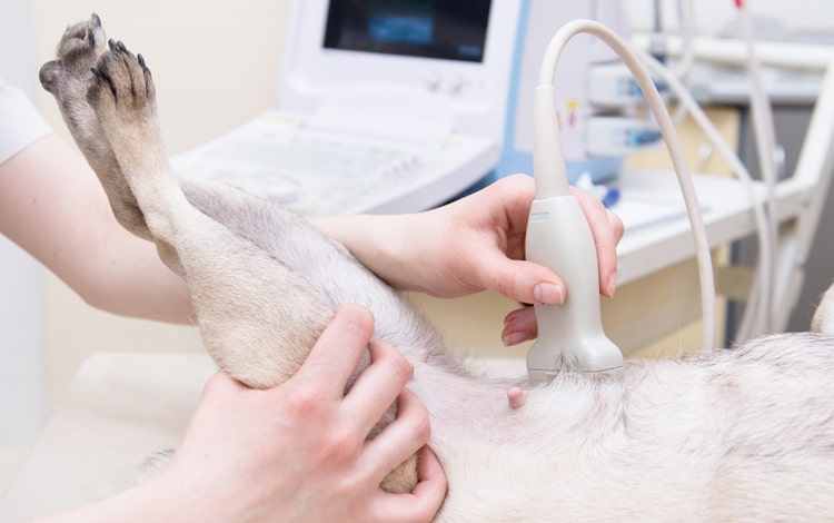 Pyomètre et métrite chez la chienne