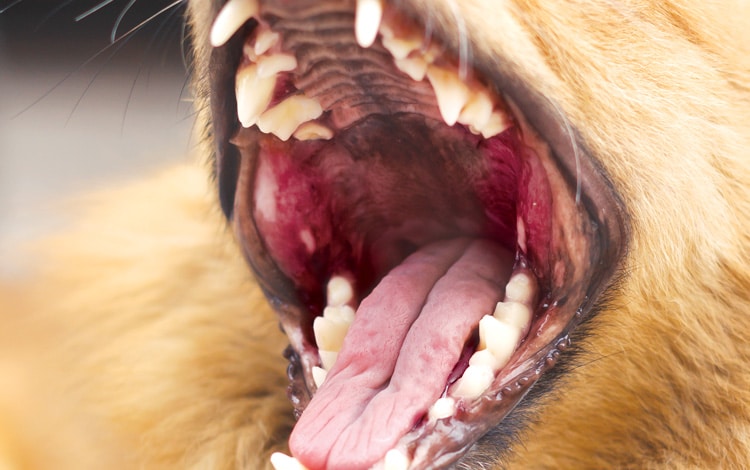 Symptômes et traitement de la stomatite chez le chien
