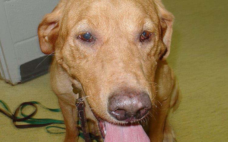 Symptômes et traitement du syndrome de Claude Bernard Horner chez le chien