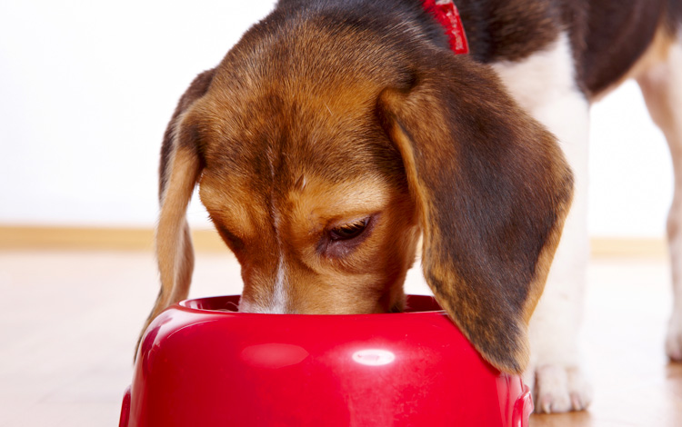 Symptômes et traitement du syndrome et de la maladie de Cushing chez le chien