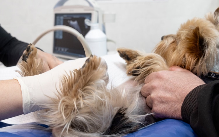 Symptômes et traitement du syndrome néphrotique chez le chien