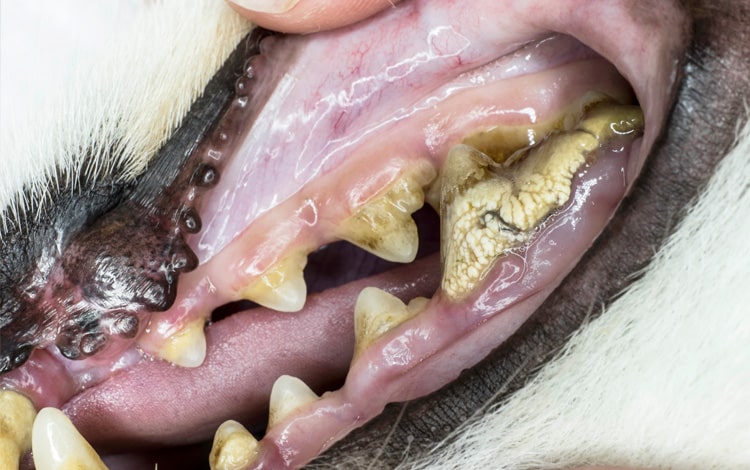 Traitement contre le tartre dentaire et détartrage chez le chien