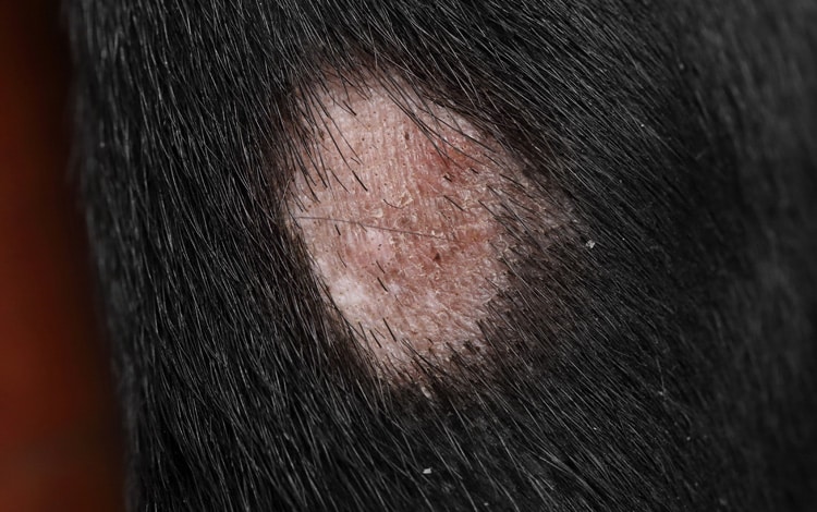Lésion de teigne sur la patte d’un chien