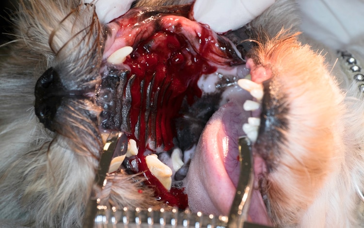 Tumeur de la bouche chez le chien