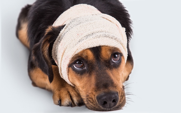 Tumeur du cerveau ou encéphale chez le chien