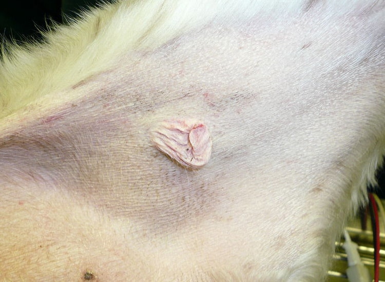 Tumeur mastocytome cutané chez le chien