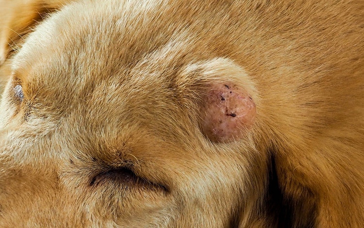 Tumeur mastocytome cutané chez le chien