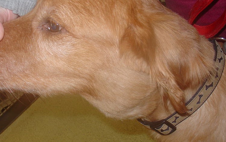 Tumeur de la peau lymphome chez le chien touchant les ganglions