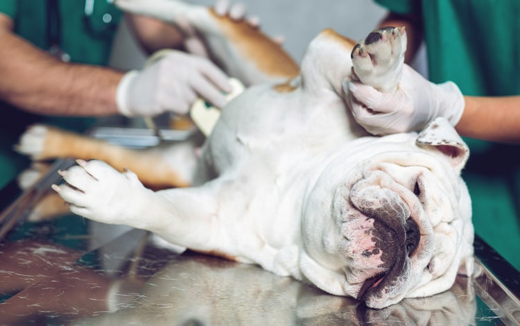Tumeur de la prostate chez le chien