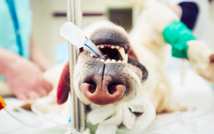 Tumeur de la rate chez le chien