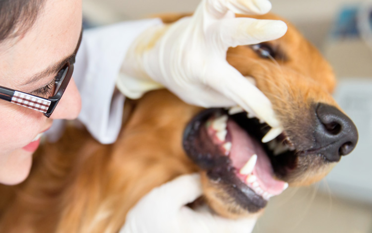 Symptômes et traitement d'un ulcère de la bouche chez le chien