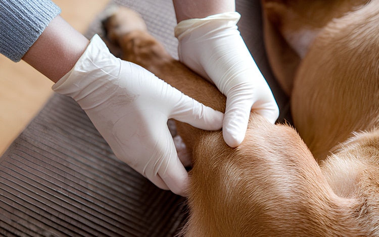 Symptômes et traitement du valgus varus chez le chien