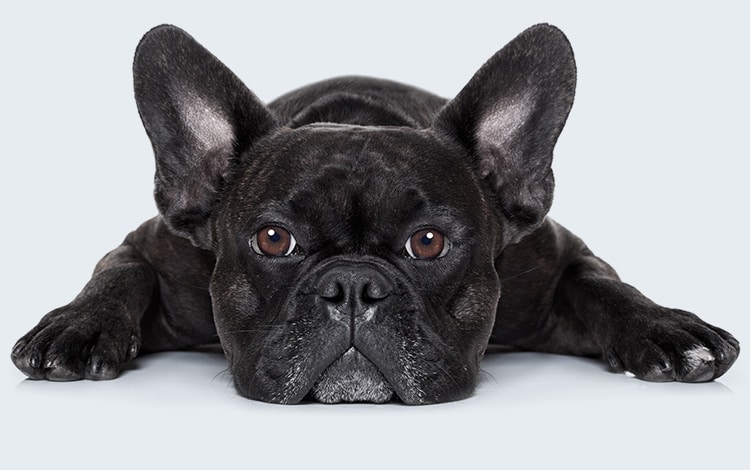 Voir du palais trop long, syndrome bachycéphale et rétrécissement des narines chez le chien bouledogue