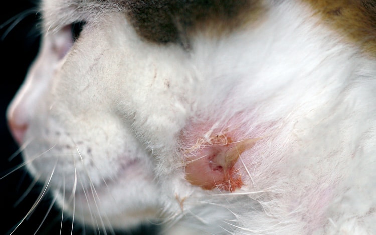 Abcès cutané chez le chat