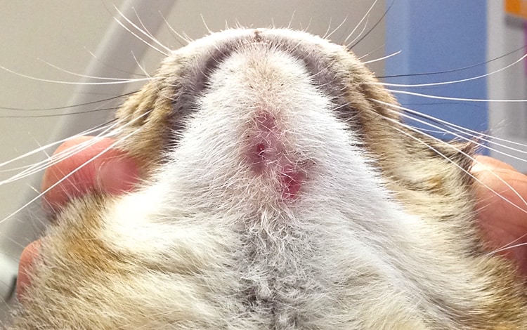 Acné sur la peau du menton du chat
