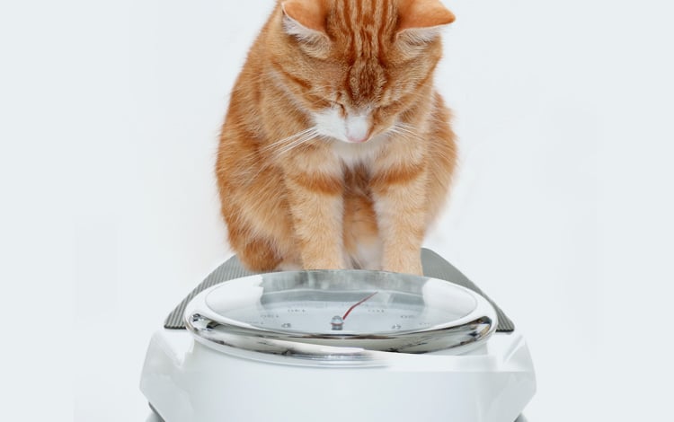 Mon chat est trop maigre et ne mange pas