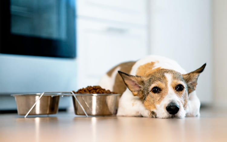 Alimentation du chien avec un cancer ou une tumeur