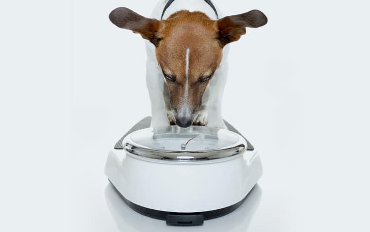 Mon chien est trop maigre et ne mange pas