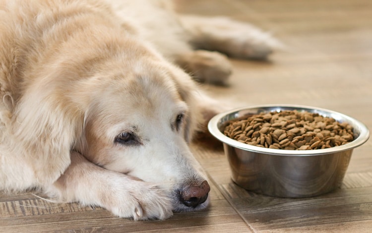 Alimentation du chien malade