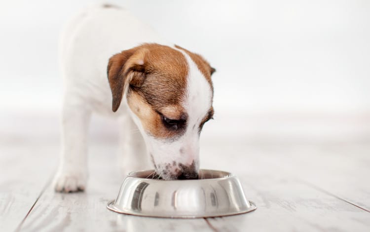 Avis vétérinaire sur Franklin pet food