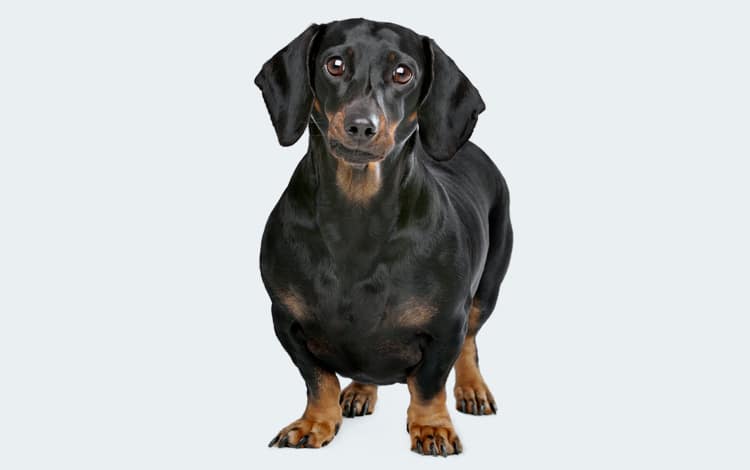 Obésité chez le chien