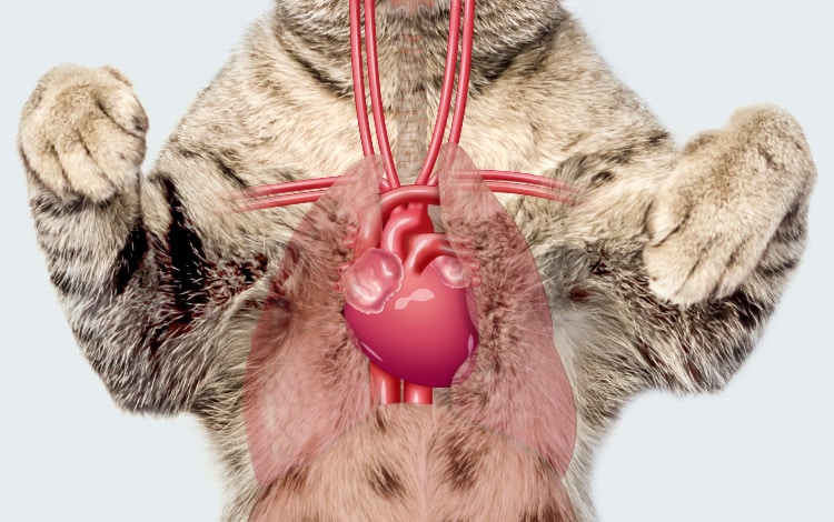 Anatomie cardiovasculaire et cœur du chat
