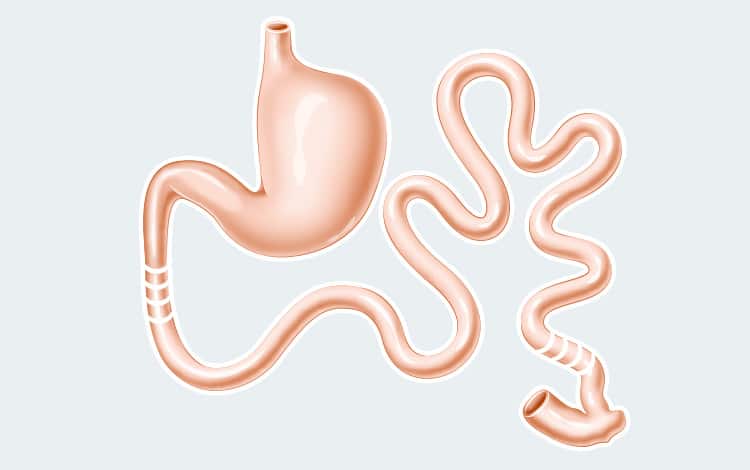 Anatomie de l'appareil digestif du chat