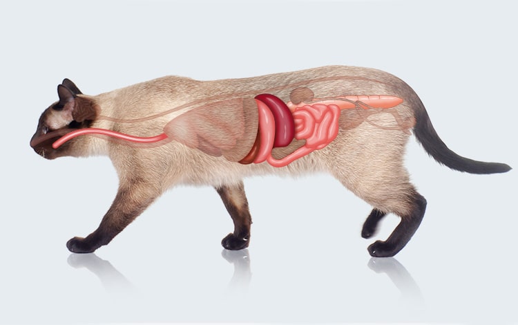 Anatomie de l'appareil digestif du chat