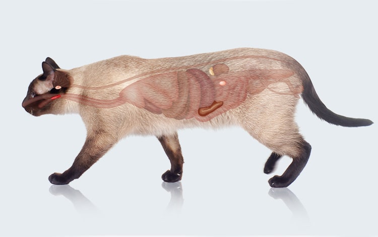 Anatomie de l'appareil endocrinien du chat et chien