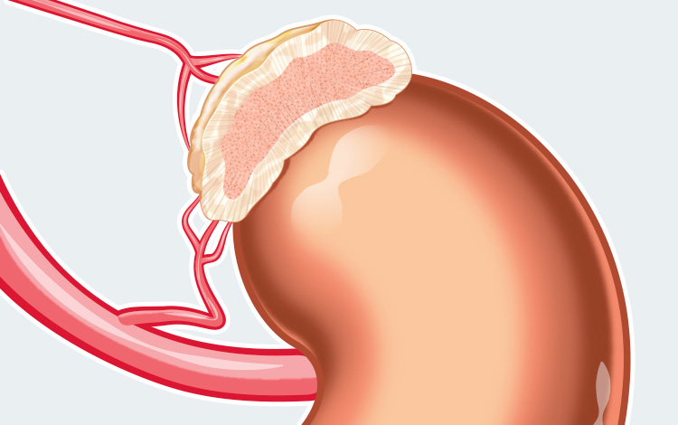 Anatomie de l'appareil endocrinien du chat et chien