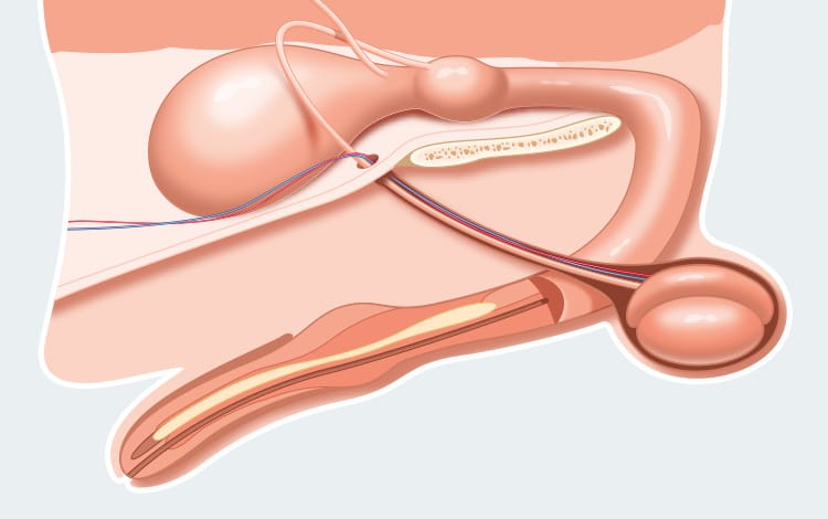Anatomie de l'appareil génital du chien