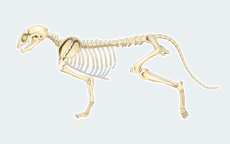 Anatomie de l'appareil osseux et du squelette du chat