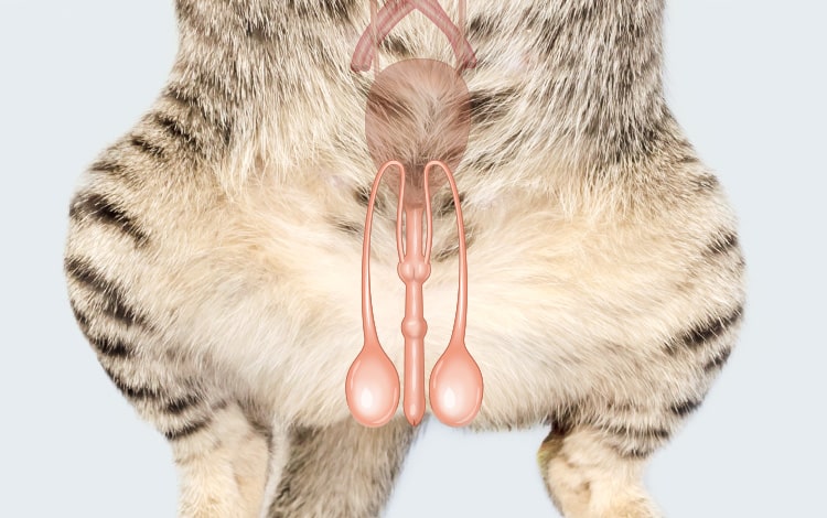 Anatomie de l'appareil génital et reproducteur du chat