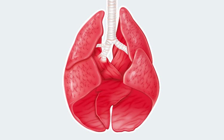 Anatomie de l'appareil respiratoire du chat et du chien