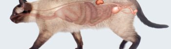 Anatomie de l'appareil urinaire du chat