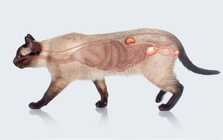 Anatomie de l'appareil urinaire du chat